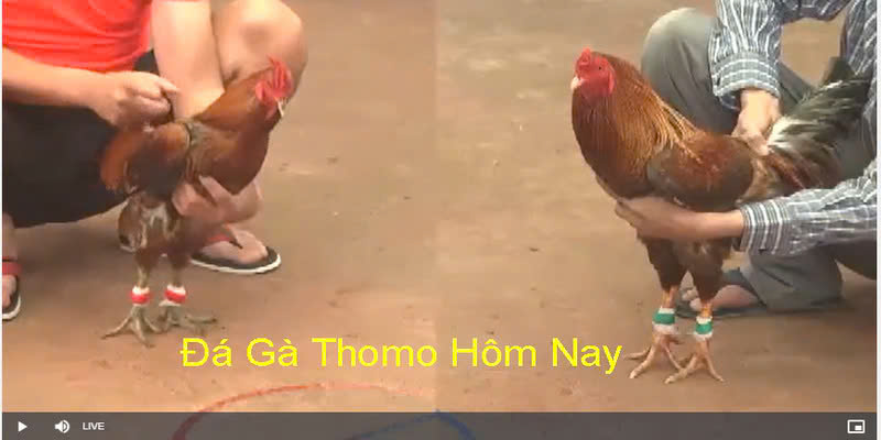 Đá gà trường thomo - hình thức hấp dẫn với cách chơi đơn giản tại ABC8