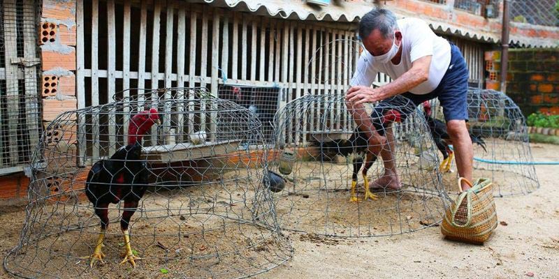 Cách Nuôi Gà Đá Chân Mạnh Đánh Bại Đối Thủ Nhanh Chóng