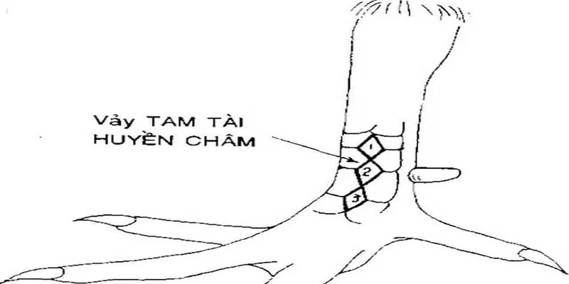 Chân gà có vảy tam tài huyền trâm - một trong các loại vảy gà quý