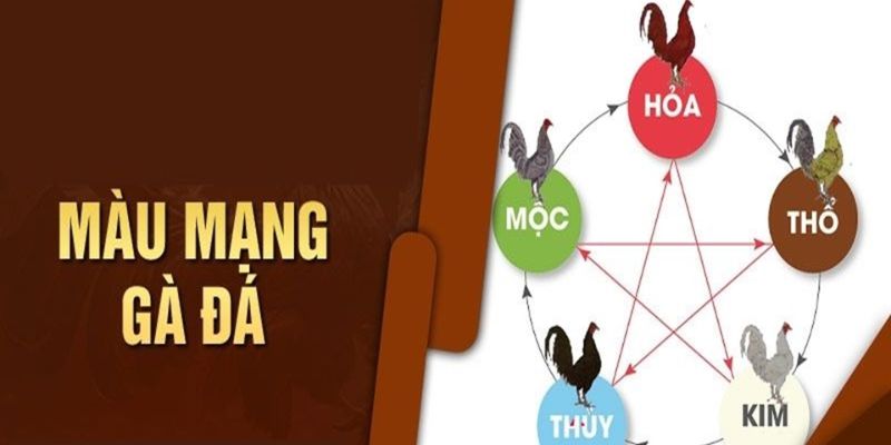 Màu Mạng Gà Đá - Gợi Ý Cách Xem Chuẩn Không Cần Chỉnh